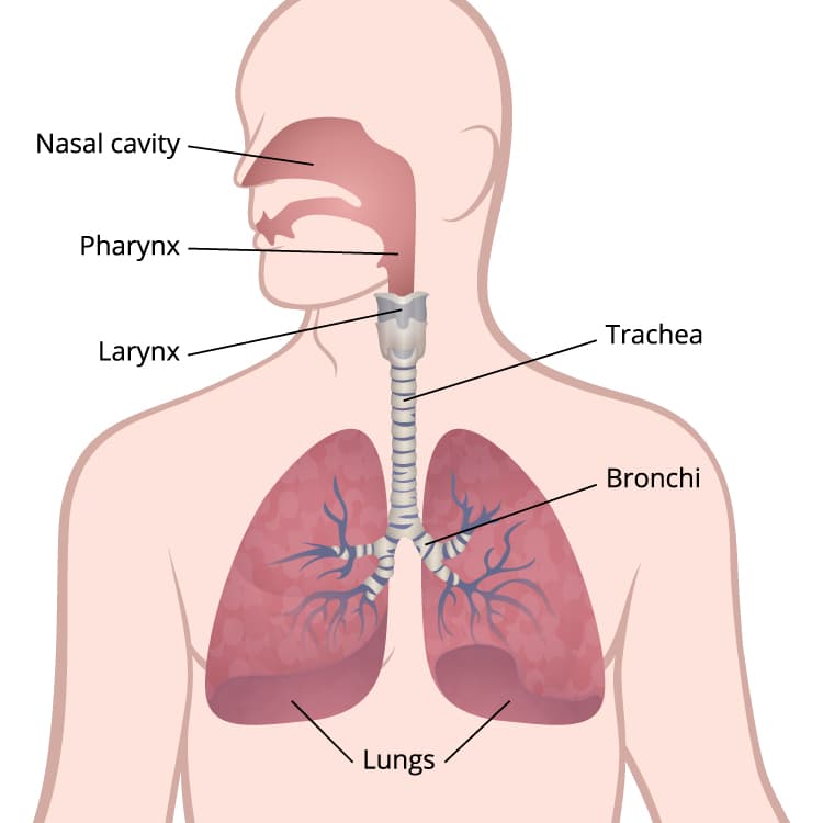 lung cancer doctor in Faridabad